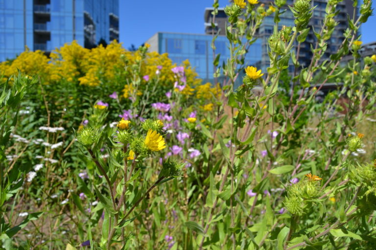 Close up picture of flowers with high rise buildings in the background.
